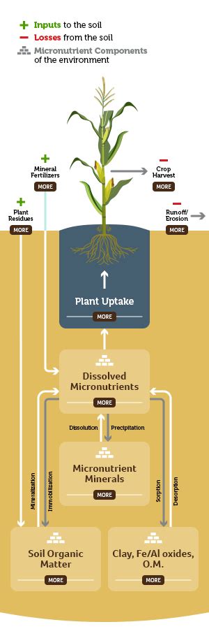 Micros Transformation In The Soil