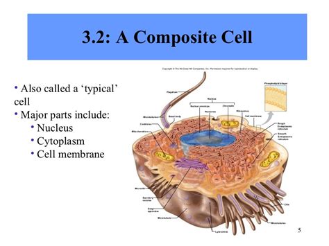 Chapter 3 Cells