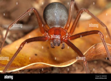 Recluse Spider Loxoscles Spec Sits On A Withered Leaf Costa Rica