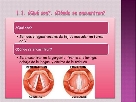 Ppt Las Cuerdas Vocales Powerpoint Presentation Free Download Id4869625