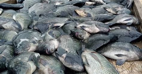 Ghanas Catfish And Tilapia Farmers Vie For Supremacy The Fish Site