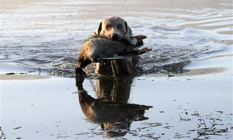 Wirehaired Pointing Griffon Duck Hunting