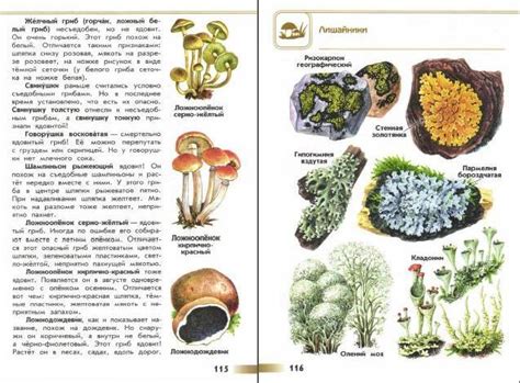 Атлас определитель грибы "От земли до неба" - где читать онлайн?
