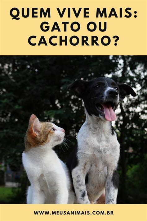 Os Gatos Vivem Mais Tempo Do Que Os C Es C O E Gato Filhotes De