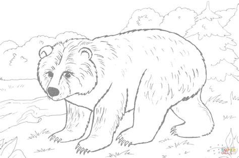 Disegno Di Orso Bruno Da Colorare Disegni Da Colorare E Stampare Gratis