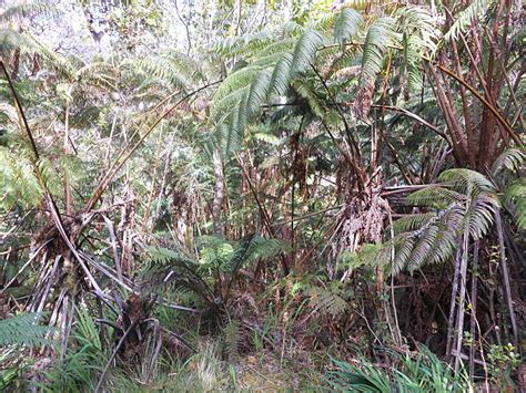 110 Hawaiian Tree Fern Photos Stock Photos Pictures And Royalty Free