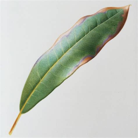 The Underside Of A Green Leaf On A White Background With Watercolors In It