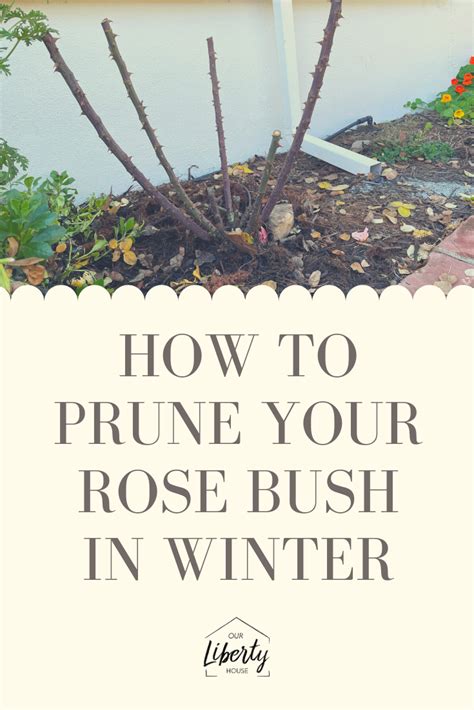 How And When To Prune Roses In The Winter To Maximize Summer Blooms