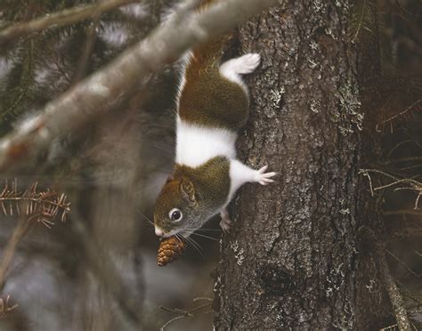 How rare is it to see a Piebald Red Squirrel - Cook County News-Herald