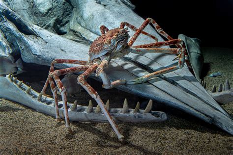 Japanese Giant Spider Crab
