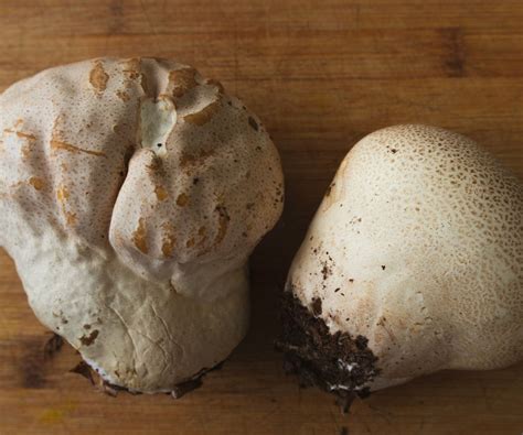 Puffball Mushroom Identification And Foraging Guide