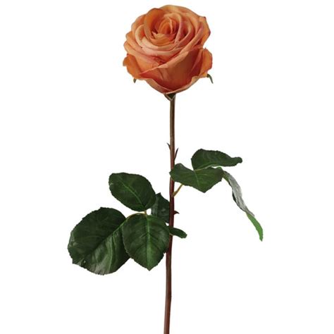 Powder Of Roses