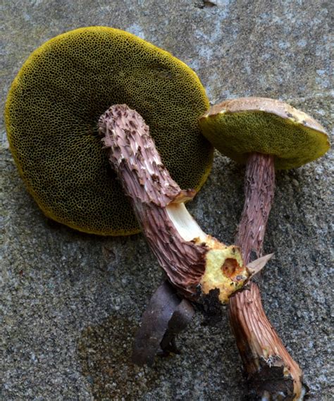 Aureoboletus Russellii Russells Bolete” The Bolete Filter