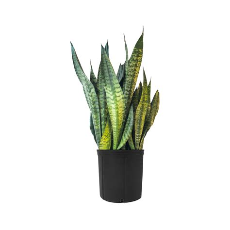 Sansevieria Black Coral | Easy Care Houseplants Online | Planterina