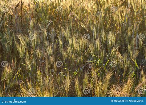 Photo Of Golden Barley Hairs Glowing From Sunlight Stock Photo Image