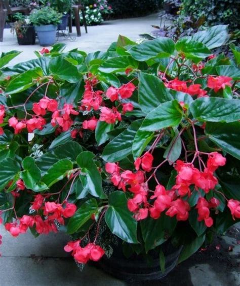 Dragon Wing® Begonia