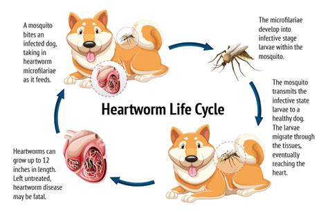 Facts About Heartworms Lifeline Animal Project Blog