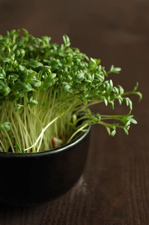 Garden Cress Stock Photo Image Of Peppergrasses Pepperwort 63317968