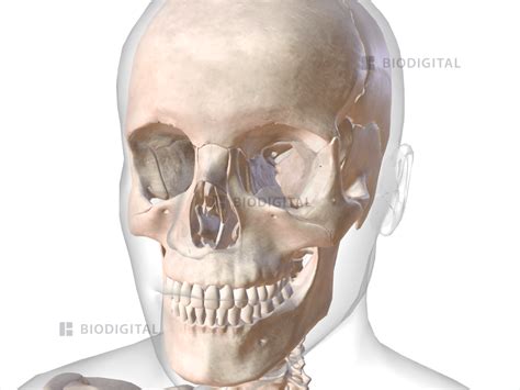 Tensor Tympani Biodigital Anatomy