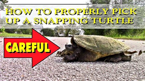 How Pick Up Lage Common Snapping Turtles