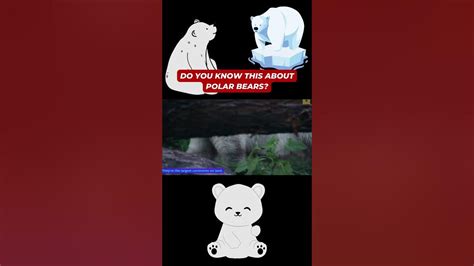 Do You Know This About Polar Bears Youtube