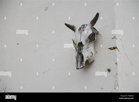 Cowheads Hi Res Stock Photography And Images Alamy