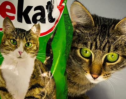 Kitekat Projects | Photos, videos, logos, illustrations and branding on ...