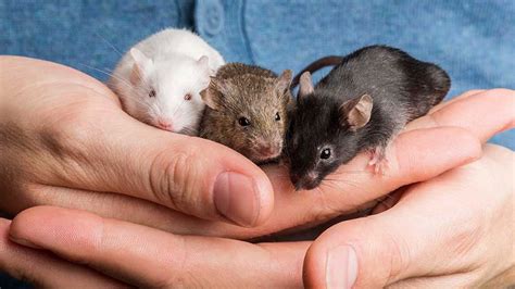 Vet Near Me Blog Caring For Pet Mice And Rats