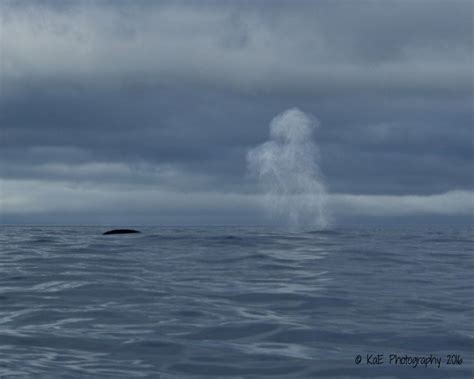 Whale Spout Whale Spout Photo