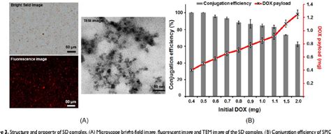 Figure From Ultrasound Magnetic Targeting With Spio Dox Microbubble