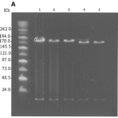 (A) EcoRI restriction map in the region of the β- and δ-globin genes.... | Download Scientific ...