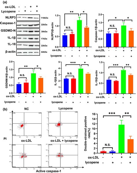 Lycopene Inhibits Pyroptosis Of Endothelial Progenitor Cells Induced By