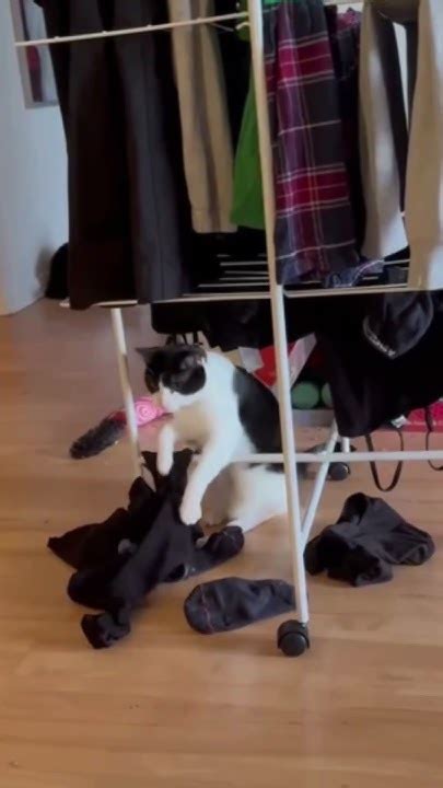 Котоновости робокот - YouTube