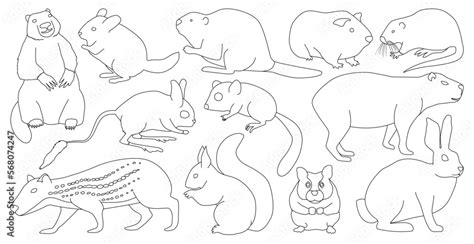 Species of rodents vector outline set icon. Isolated outline set icon gnawer.Vector illustration ...