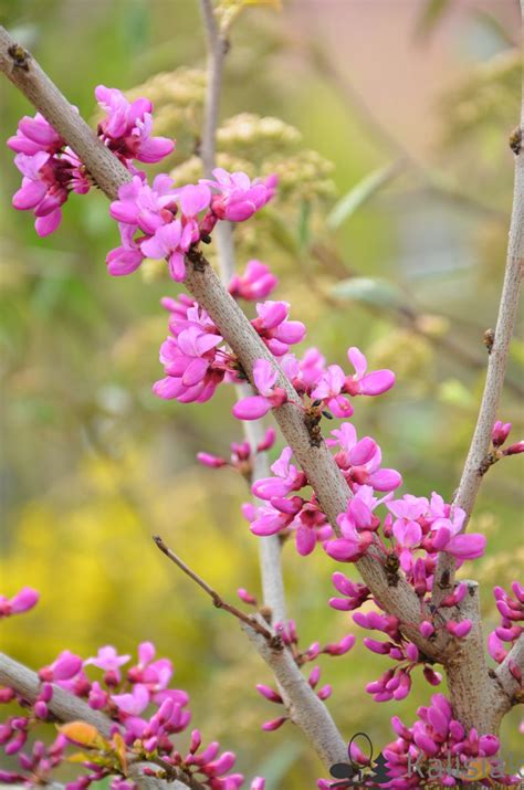 Cercis Chinensis Avondale Judaszowiec Chiński