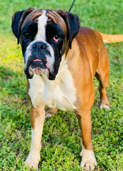 Boxers — FURevermore Kennels