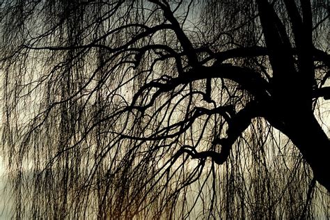 Weeping Willow Pasture Tree Free Photo On Pixabay