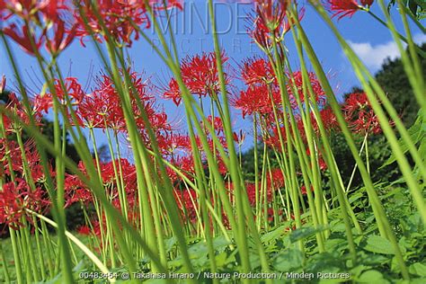 Red Spider Lily Stock Photo Minden Pictures