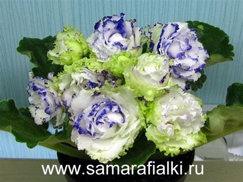 РС-Зелена лагуна | Африканская фиалка, Фиалки, Сенполия