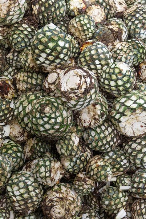 Pile Of Blue Agave Heart Ready To Make Tequila Stock Photo Image Of