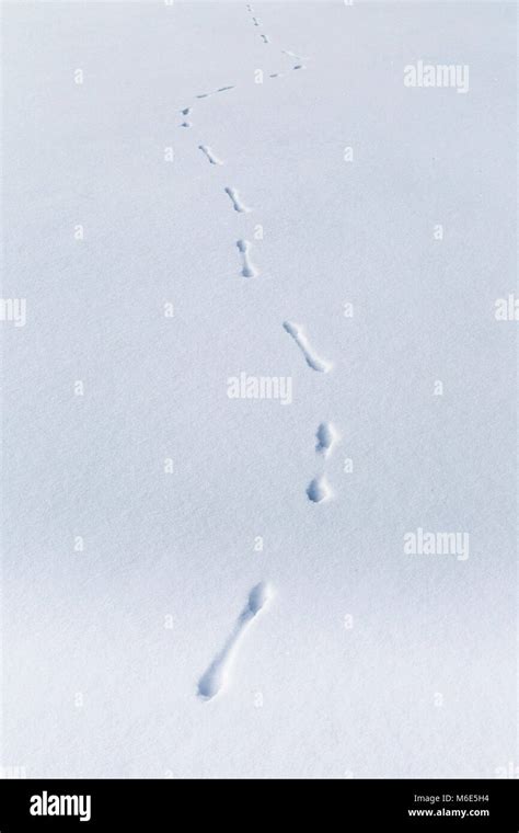 Weasel tracks on Slough Creek Stock Photo - Alamy