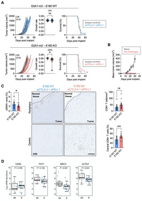 Stromal Endo180 Depletion Sensitizes Tumors To Icb Download