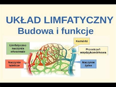 Układ limfatyczny Wskaz podobieństwa i różnice układu limfatycznego i