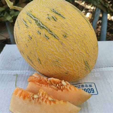 Melon Honey Fairy Asian Garden 2 Table
