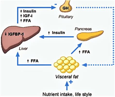 Hgh Or Human Growth Hormone Function Uses Dosage And Side Effects