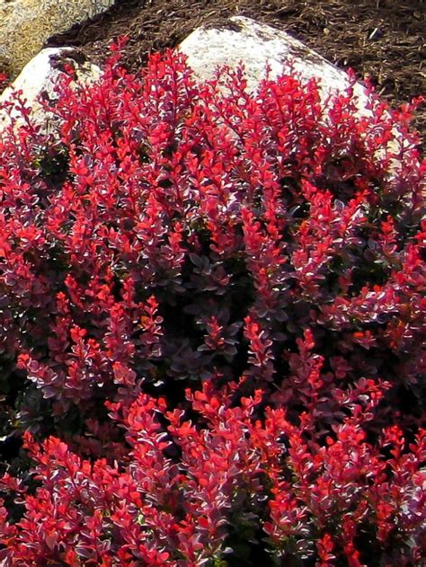 Golden Ruby Barberry For Sale Online The Tree Center