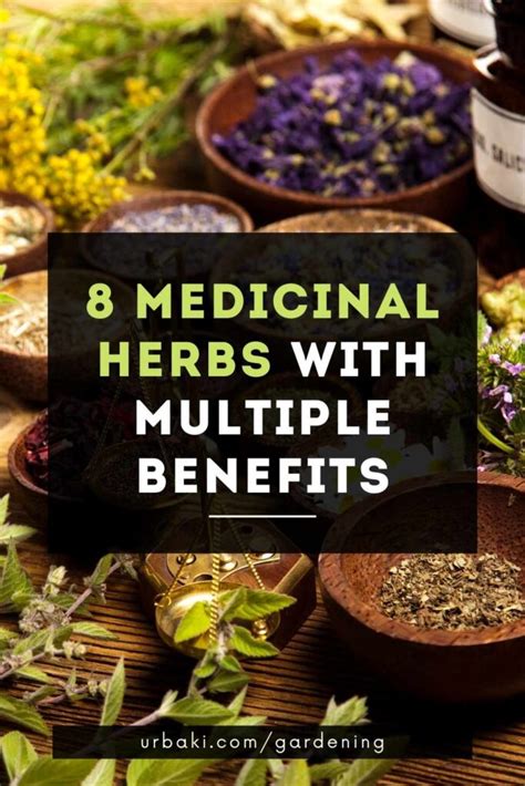 8 Medicinal Herbs with Multiple Benefits