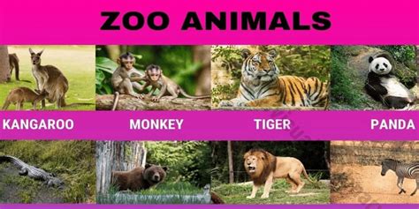 284 Amazing Zoo Animals You Should Know English Saga