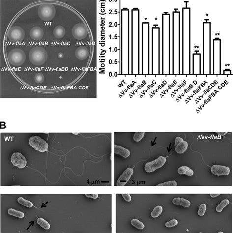 Effect of the V. vulnificus (Vv) flagellin gene mutations on motility... | Download Scientific ...