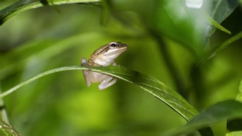 Indian Tree Frog Pixahive